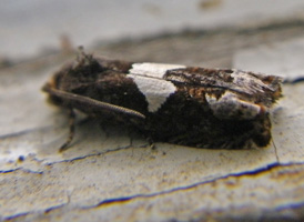 Bidens Borer